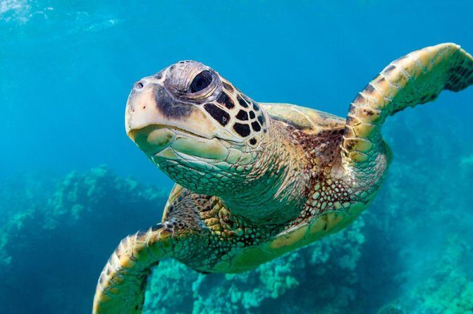 Bluefinn242 Swim with the Turtles in Nassau Bahamas - What’s Included and Practical Details