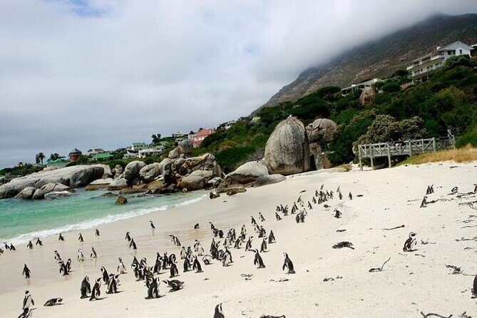 Bo Kaap Cape Point Penguins at Boulders Beach Cape Town - Who Will Love This Tour?