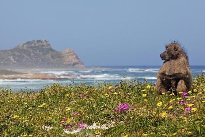 Bo Kaap Cape Point Penguins at Boulders Beach Cape Town - FAQ