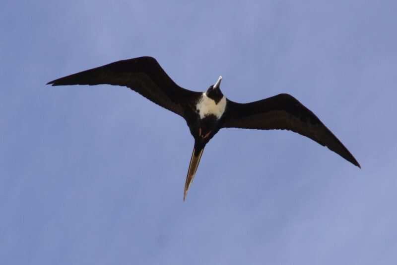 Boa Vista: Bird Watch Expedition in natural environment - Introduction: Is this bird-watching tour worth your time?