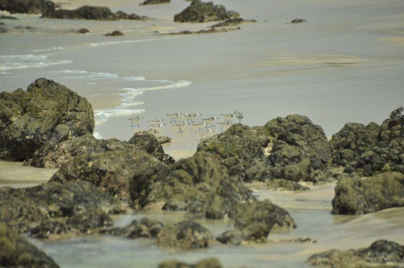 Boa Vista: Bird Watch Expedition in natural environment - The Quality of Guides and Equipment