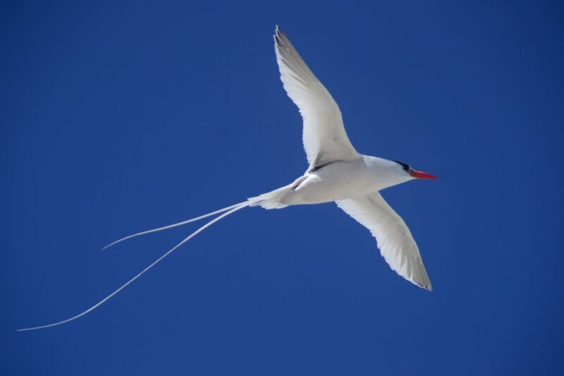 Boa Vista: Bird Watch Expedition in natural environment - Pros and Cons Based on Real Experiences