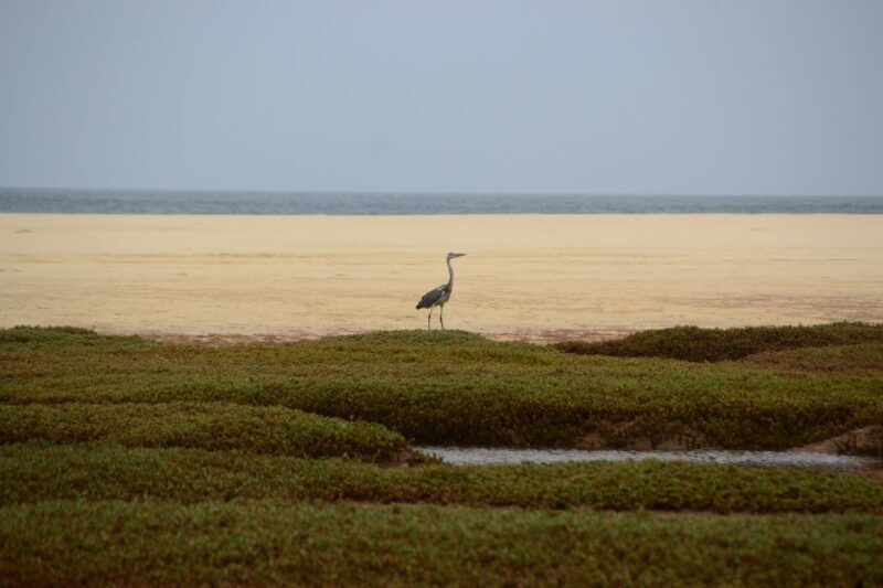 Boa Vista: Bird Watch Expedition in natural environment - Who Should Consider This Tour?