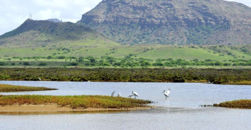 Boa Vista: Bird Watch Expedition in natural environment - The Sum Up: Is the Boa Vista Bird Watch Expedition worth it?