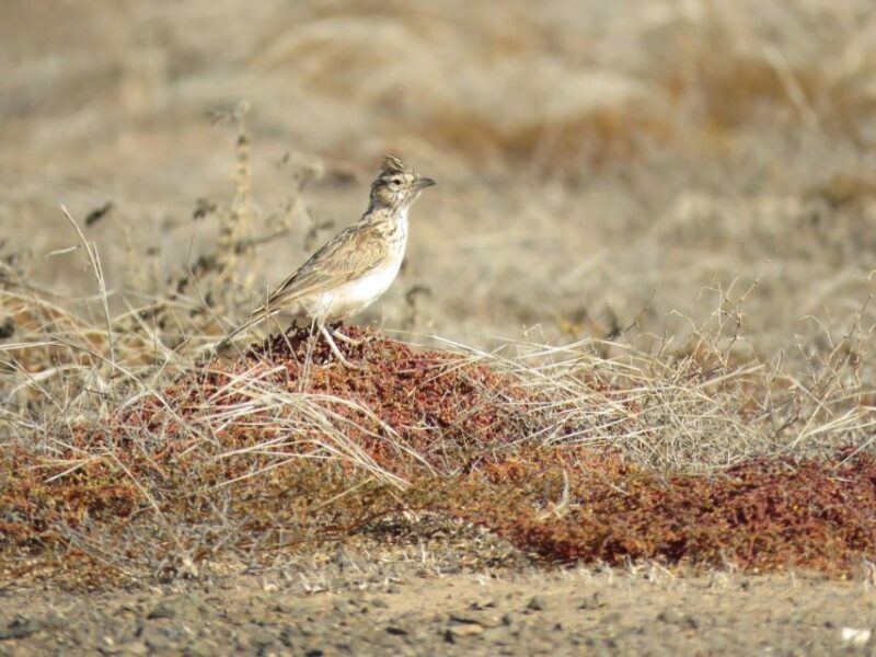Boa Vista: Bird Watch Expedition in natural environment - FAQ