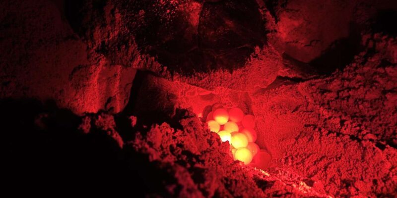 Boa Vista: Guided Turtle Experience with a Certified Guide - Key Points