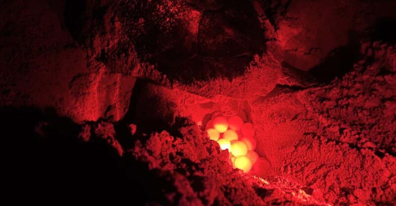 Boa Vista: Guided Turtle Experience with a Certified Guide - The Details That Matter