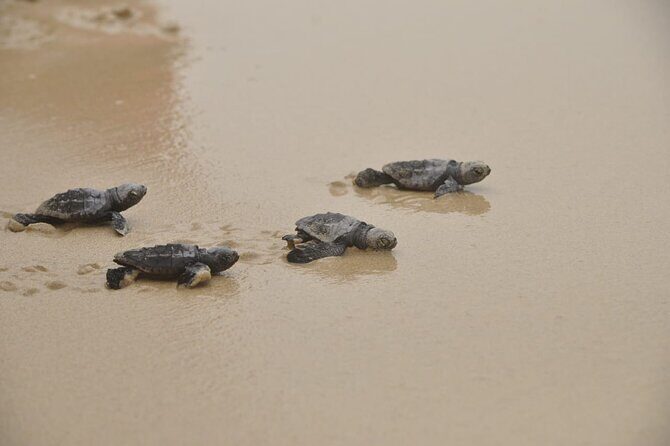 Boa Vista Island: Full-Day Wild Beaches & Viana Desert Experience - Practical Aspects and Value