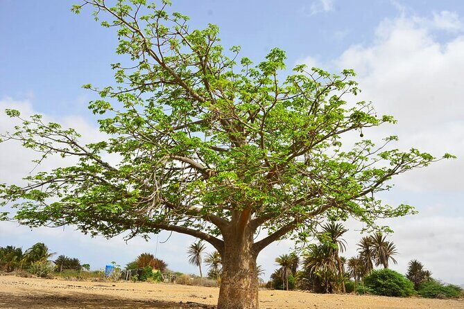Boa Vista Island: Full-Day Wild Beaches & Viana Desert Experience - Frequently Asked Questions