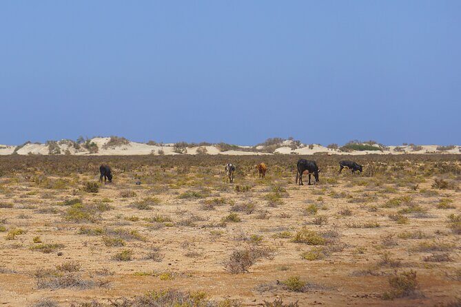 Boa Vista Island: Full-Day Wild Beaches & Viana Desert Experience - Final Recommendations