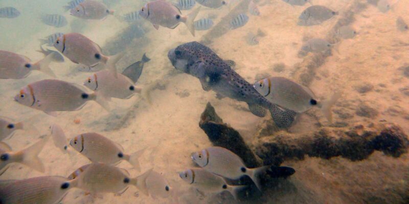 Boa Vista: Motoryacht Trip with Fishing, Snorkel, Beach BBQ - The Sum Up: Who Should Sign Up?
