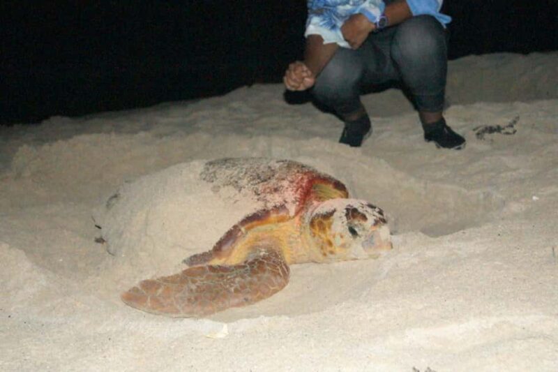 Boa Vista Turtle Watching with certified guides - An In-Depth Look at the Boa Vista Turtle Watching Tour