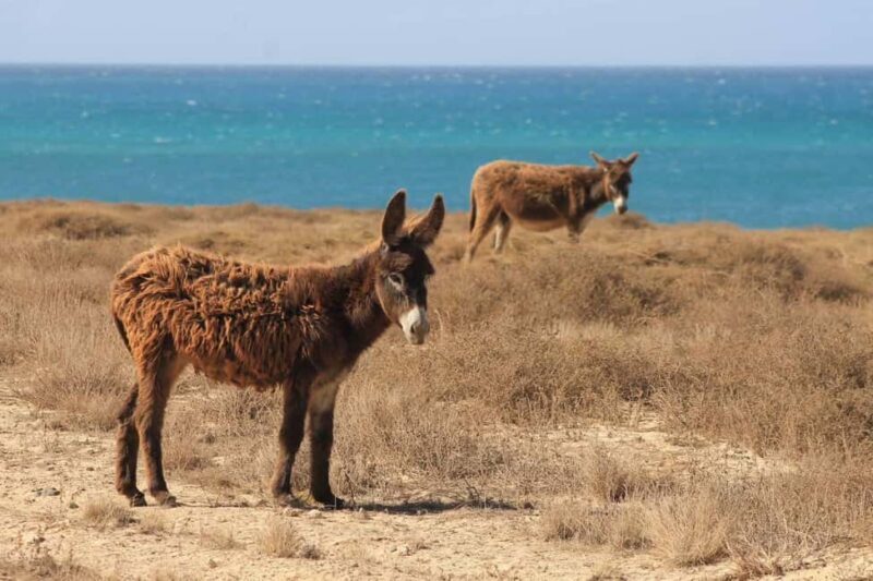 Boa Vista: Turtles, Sharks, City of Sal Rei, Santa Monica Beach, Shipwreck ... - A Detailed Look at the Boa Vista Tour