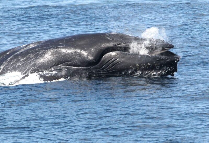 Boa Vista: Whale Watching Trip with Motoryacht - Introduction