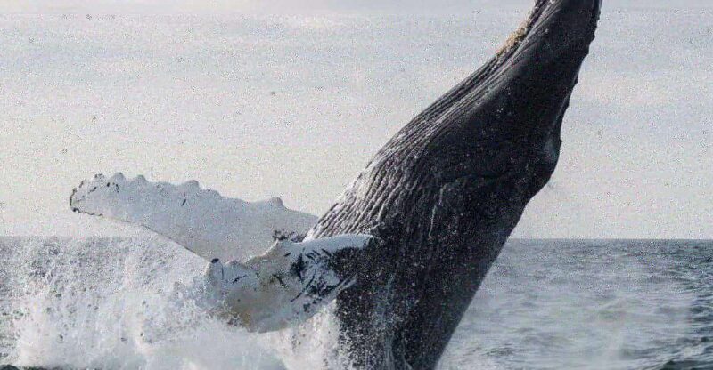 Boa Vista: Whale Watching Trip with Motoryacht - Key Points