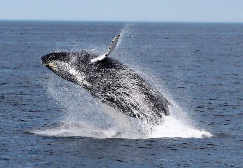 Boa Vista: Whale Watching Trip with Motoryacht - What Makes This Tour Stand Out