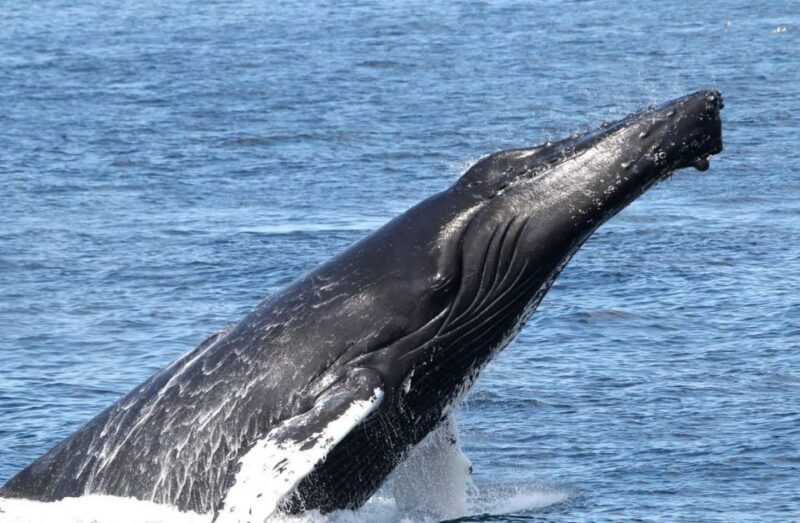 Boa Vista: Whale Watching Trip with Motoryacht - Authentic Traveler Feedback