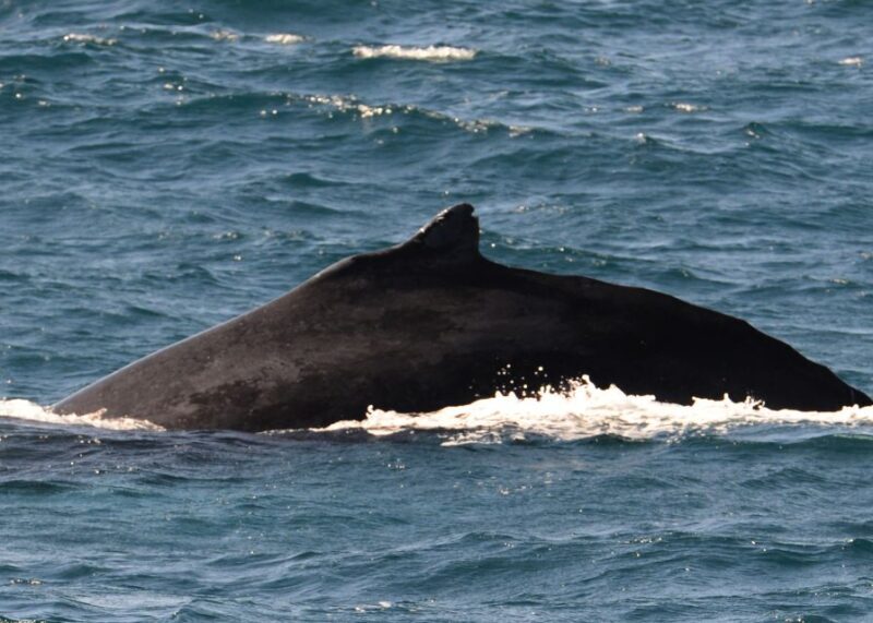 Boa Vista: Whale Watching Trip with Motoryacht - The Sum Up