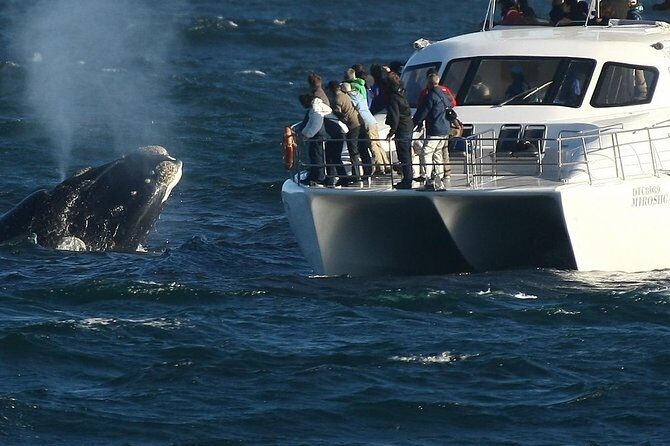 Boat Based Whale Watching from Hermanus - Key Points