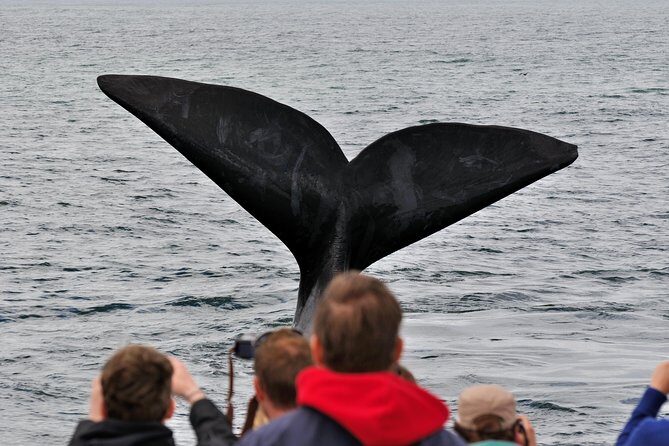 Boat Based Whale Watching from Hermanus - What to Expect on the Tour