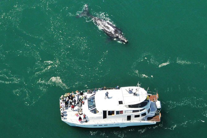 Boat Based Whale Watching from Hermanus - Practical Details and Considerations