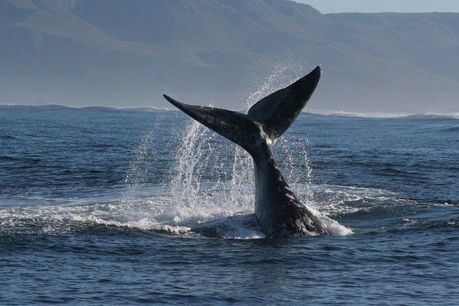 Boat Based Whale Watching from Hermanus - What Do the Reviews Say?