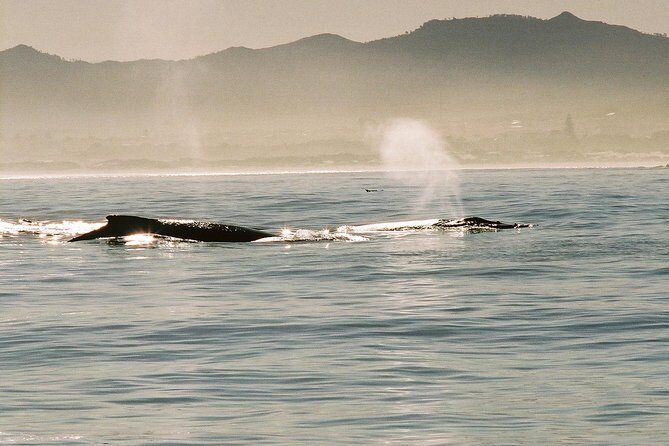 Boat Based Whale Watching from Hermanus - The Bottom Line: Is It Worth It?