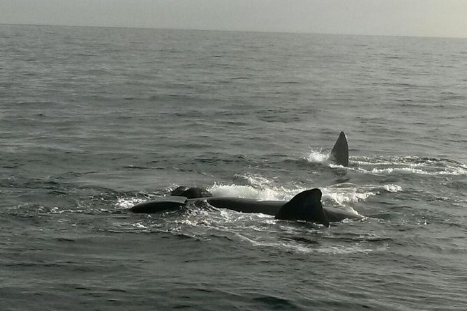 Boat Based Whale Watching from Hermanus - Who is This Tour Best For?