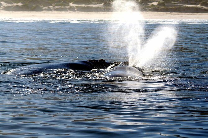 Boat Based Whale Watching from Hermanus - FAQs