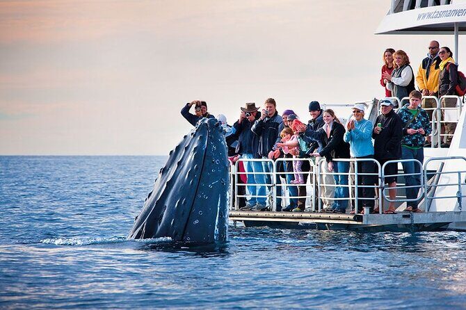 Boat Based Whale Watching from Hermanus - An In-Depth Look at the Whale Watching Tour