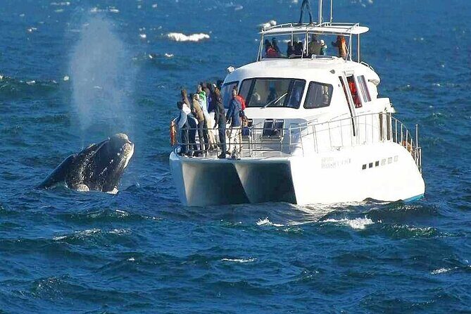 Boat Based Whale Watching from Hermanus - Who Should Consider This Tour?