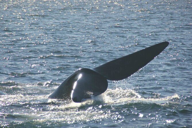 Boat Based Whale Watching from Hermanus - Final Thoughts