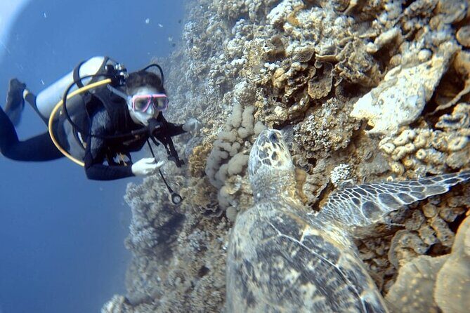 Boat Dive 2 Guided Dives with Lunch Included wreck dive&reef dive - Who Will Love This Tour?