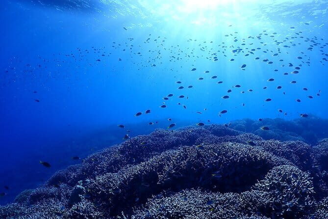 Boat Fundive 2Dives Minna, Sesoko , Motobu Okinawa - What to Expect from the Tour