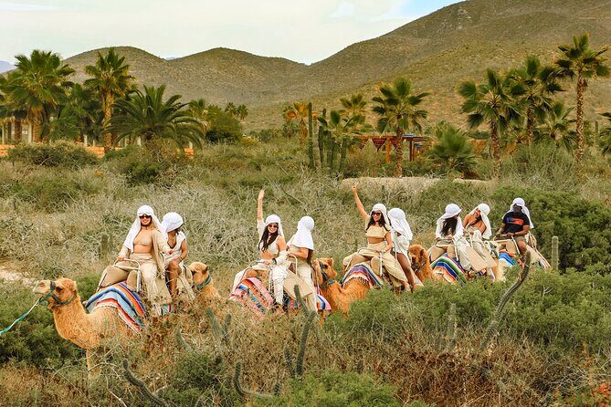 Boat Ride to the Arch and Beach Camel Ride in Cabo San Lucas Shared Tour - The Sum Up: Who Will Love This Tour?