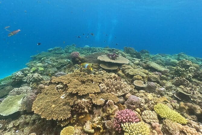 Boat Snorkeling Trip 1 Round Minna, Sesoko , Motobu Okinawa - Introduction to the Okinawa Snorkeling Experience
