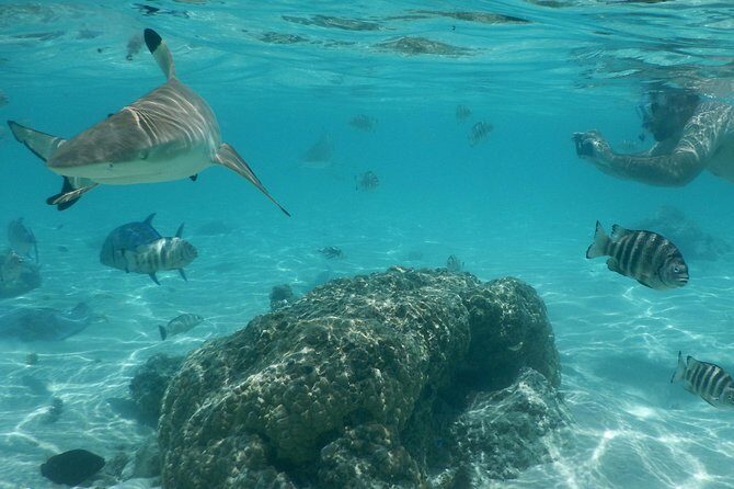 Boat tour 1/2 day Excursion in the lagoon of Moorea - The Experience from Reviews: Authentic Feedback
