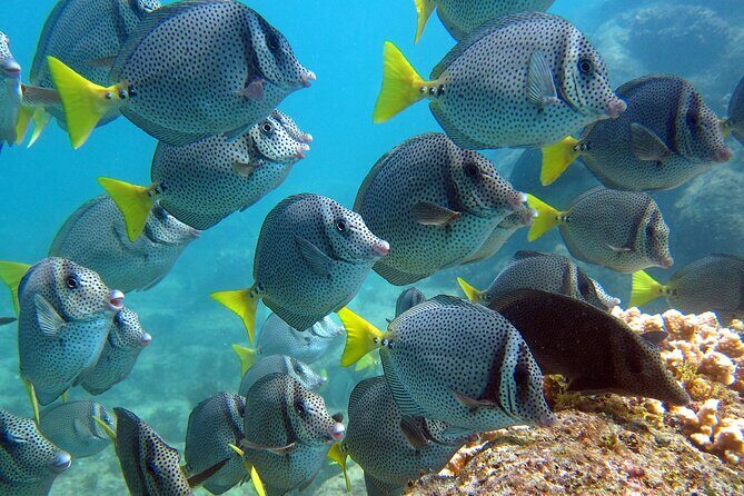 Boat Tour and Snorkel at Pelican Rock - Practical Details and Tips
