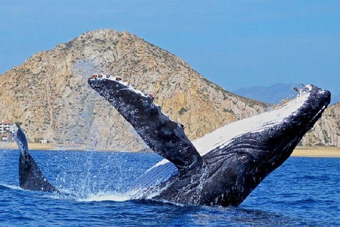 Boat Tour and Snorkel at Pelican Rock - Final Thoughts