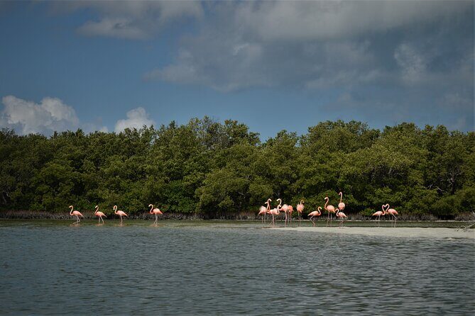 Boat Tour of Three Islands in Holbox with Transportation - FAQ