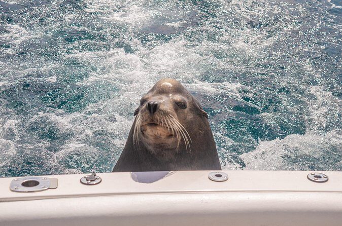 Boat Tour Snorkeling Tour with Guide, Drinks and Fruit - Final Thoughts: Is It Worth It?