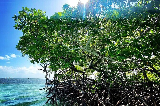 Boat trip EN 1/2 Day in the Grand Ass DE Sac Marin - Introduction to the Guadeloupe Boat Trip in Grand Ass DE Sac Marin