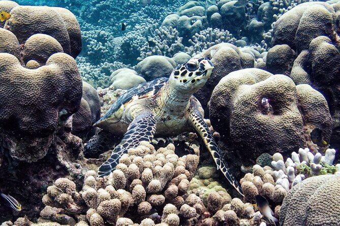 Boat Trip for Snorkeling Discovery of Corals - Practical Details: Making the Most of Your Experience