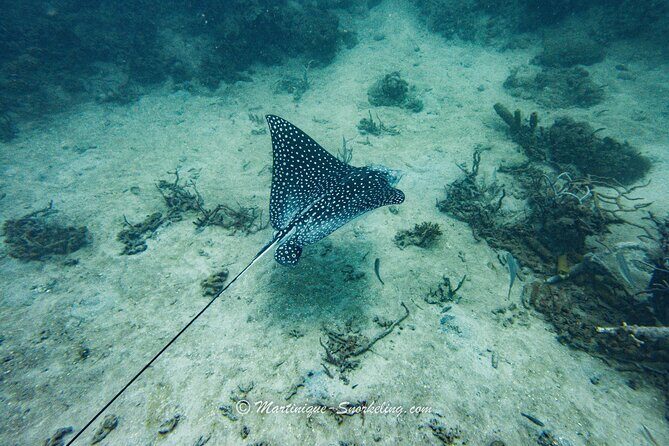 Boat Trip for Snorkeling Discovery of Corals - FAQs