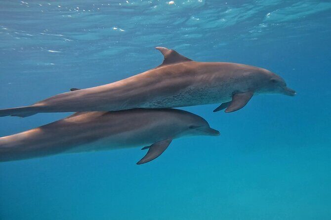 Boat Trip to Dolphin House Guided Swimming with Lunch in Hurghada - FAQ