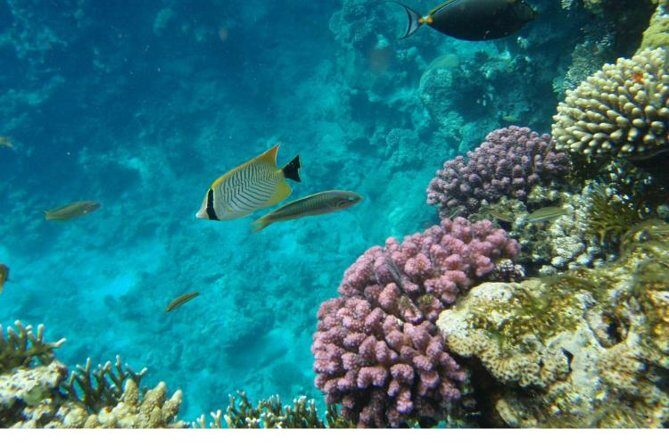 Boat Trip to Ras Mohamed & White island Red Sea & Snorkeling in Sharm elsheikh - What to Expect from the Trip