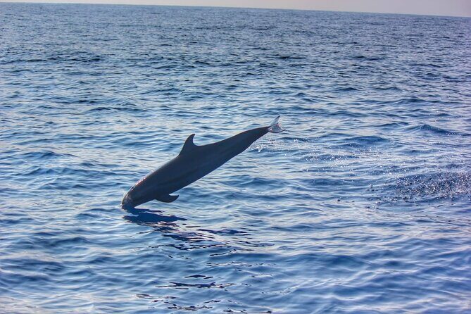 Boat Trip to See Marine Life in Puerto Escondido - An In-Depth Look at the Marine Life Tour