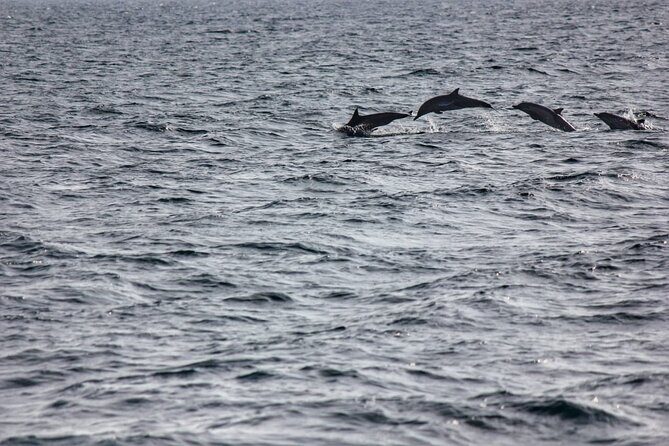 Boat Trip to See Marine Life in Puerto Escondido - The Sum Up