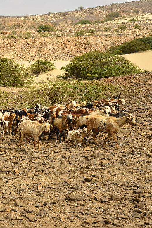 Boavista: Traditional & Local Experience Tour - Who Should Consider This Tour?
