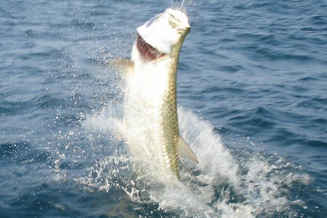 Boca Grande Inshore Fishing Charter - Who Should Consider This Tour?